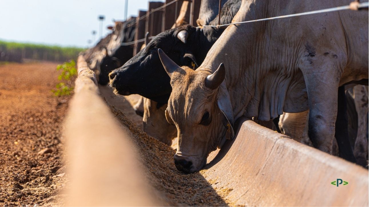 Rastreabilidade bovina: a importância para a gestão da pecuária