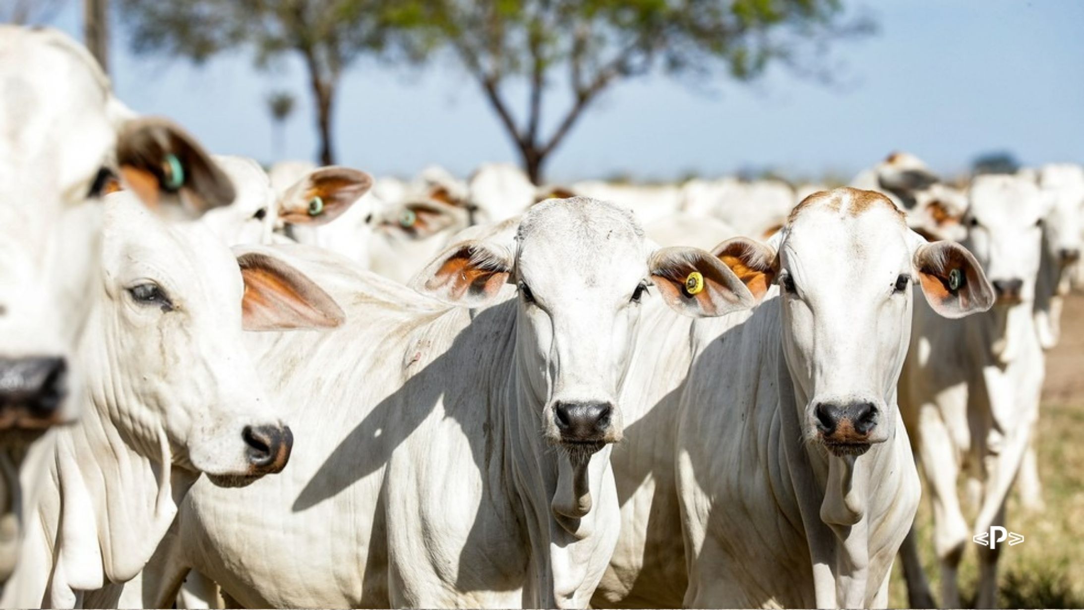 como-e-feito-o-melhoramento-genetico-nos-bovinos