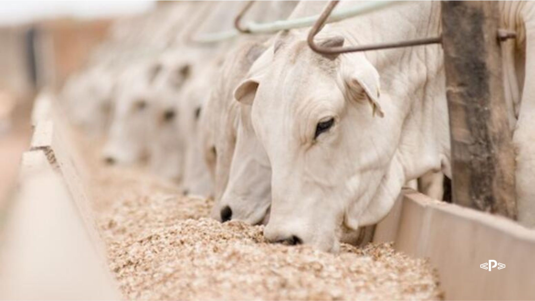 metabolismo e nutrição animal