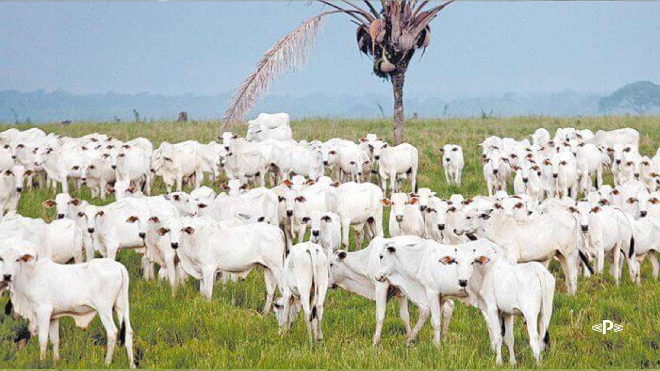 O que é energia de mantença em bovinos de corte