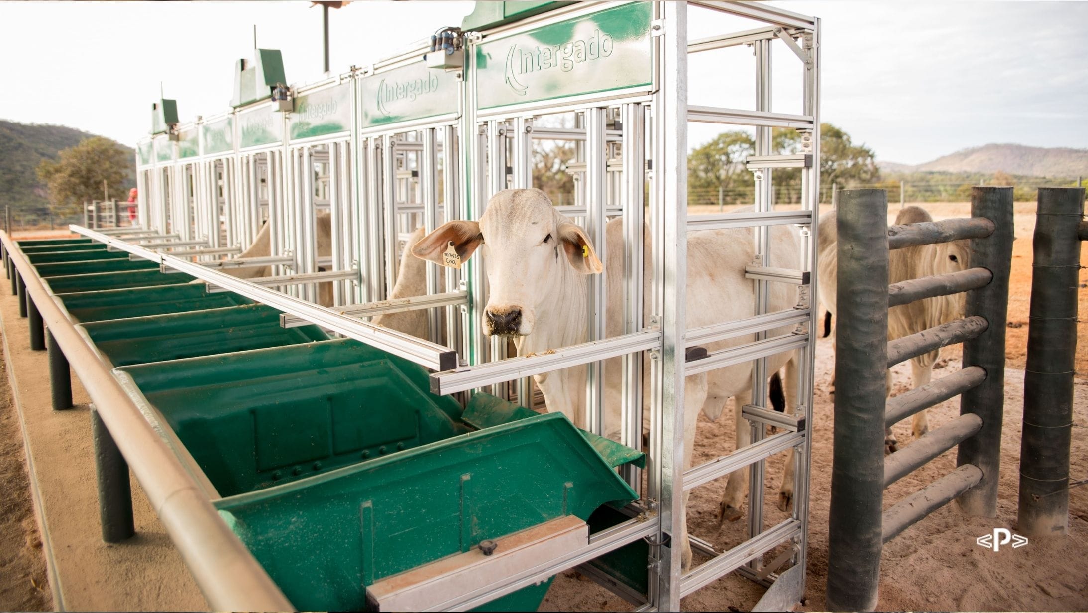 O melhoramento genético animal é fundamental para aumentar a produtividade e lucratividade