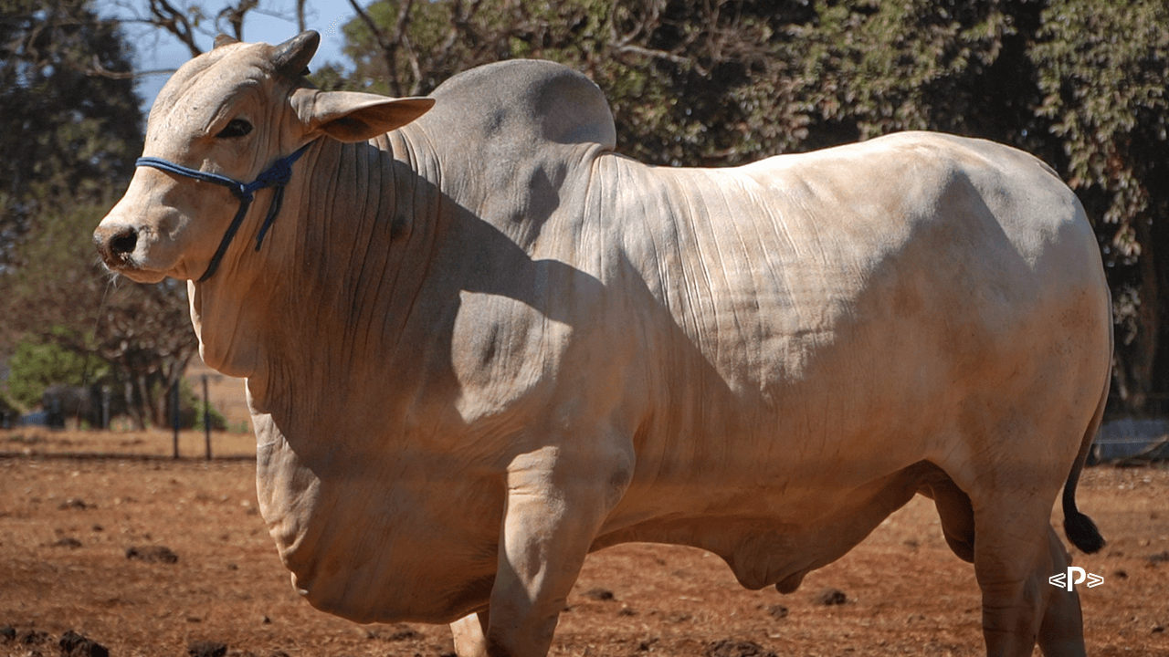 melhoramento animal com consultas públicas