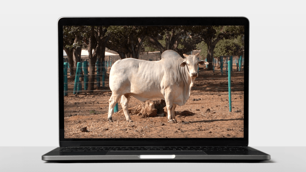 melhoramento animal com consultas públicas
