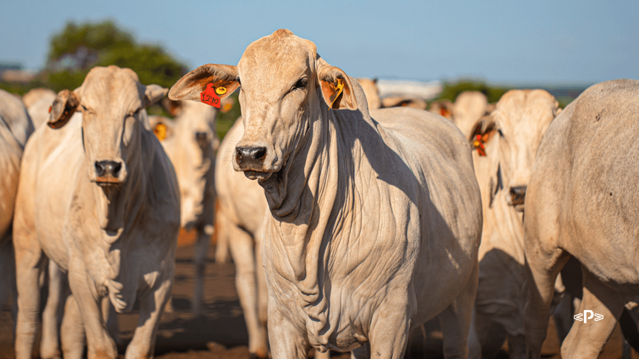 exportação de carne bovina