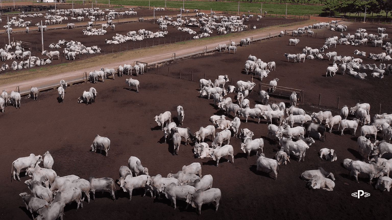 Brasil livre da febre aftosa