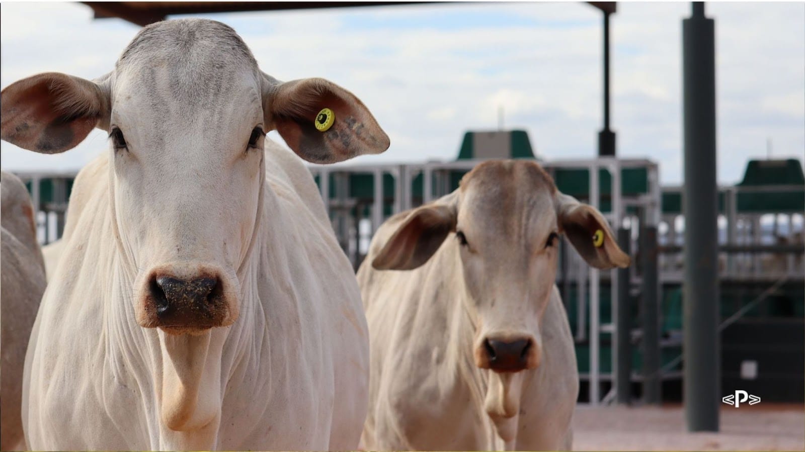 Entenda como a Prova de Eficiência Alimentar identifica animais com potencial genético