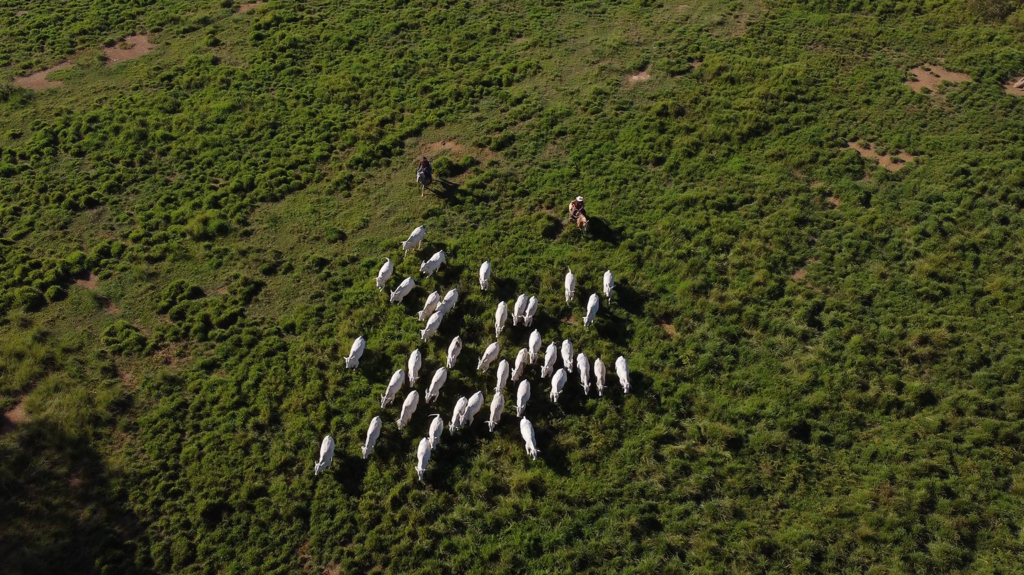 rastreabilidade bovina