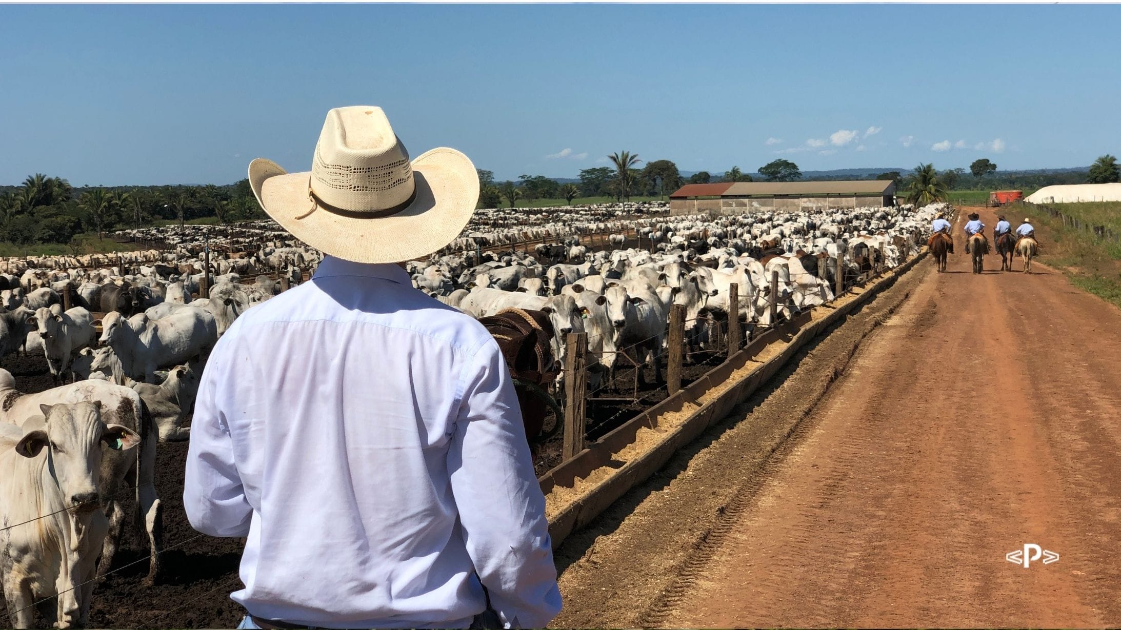 Entenda todas as etapas do giro de gado de corte em confinamento e melhore sua produção 2