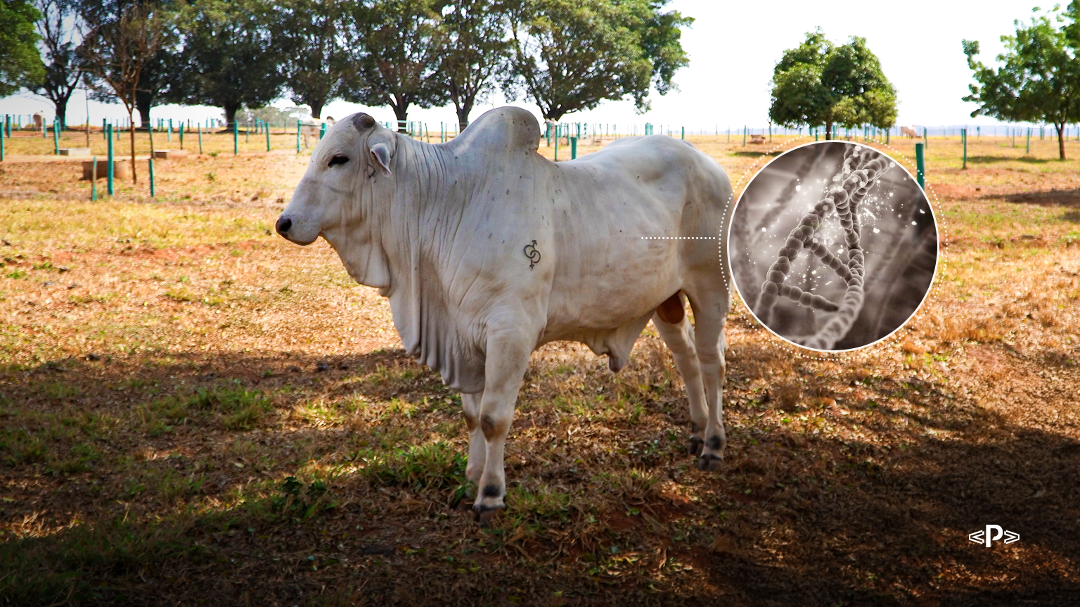fenótipo e avaliação genética