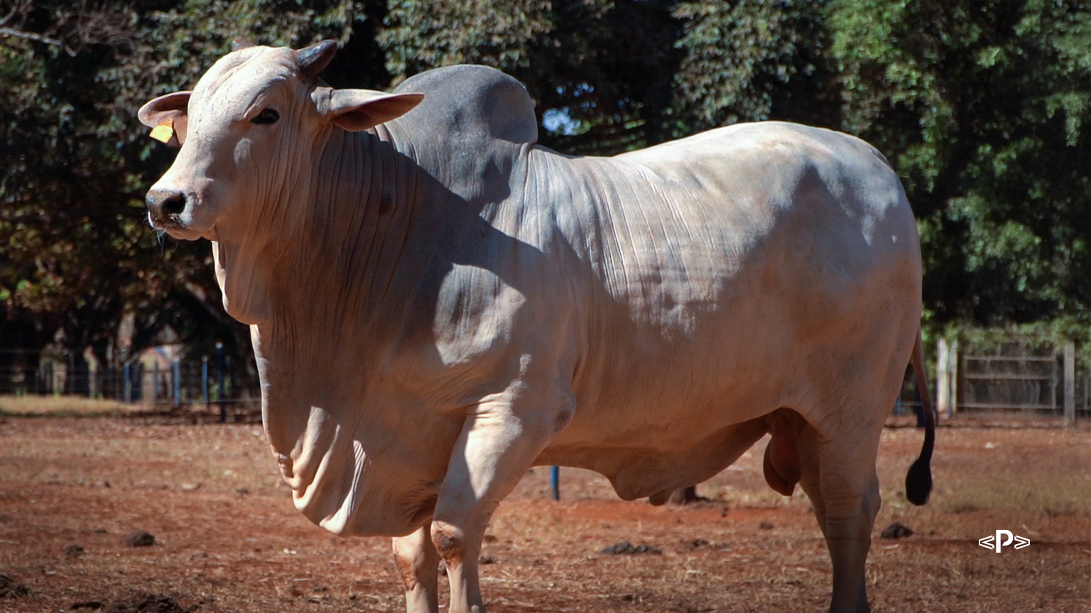 Gado PO ou Gado CEIP