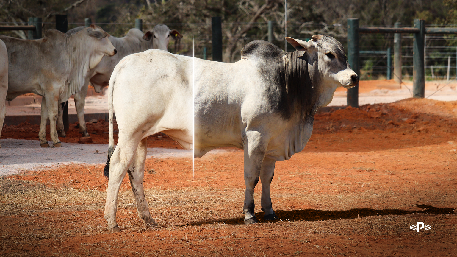 boi magro e boi gordo