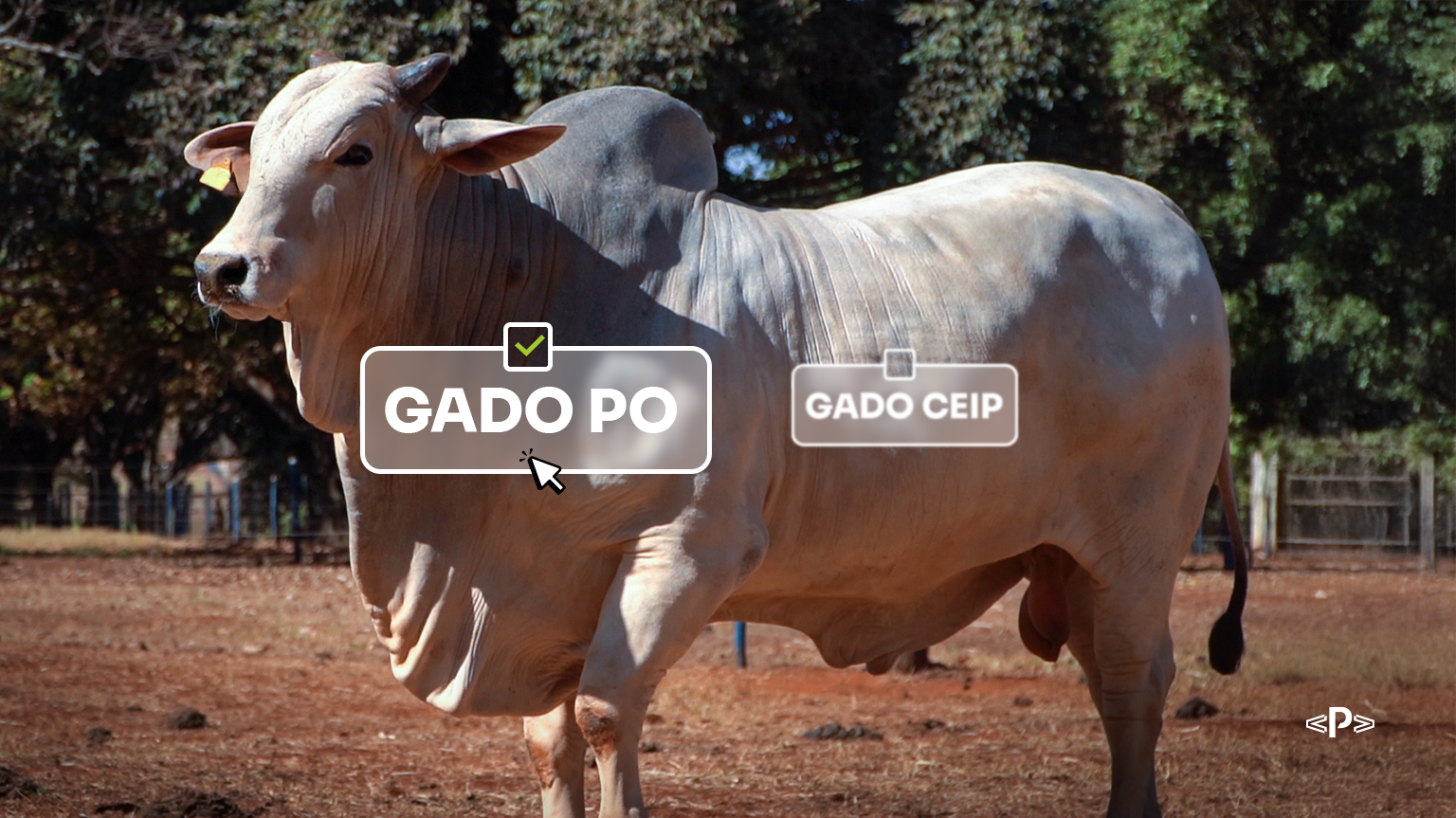 gado PO ou gado CEIP?