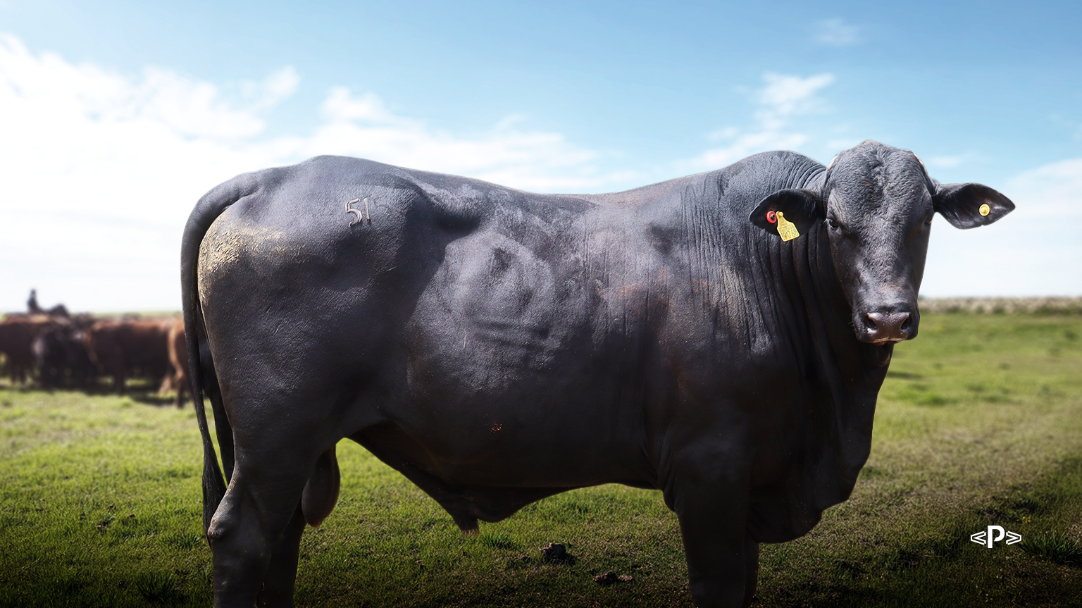 boi angus e eficiência alimentar