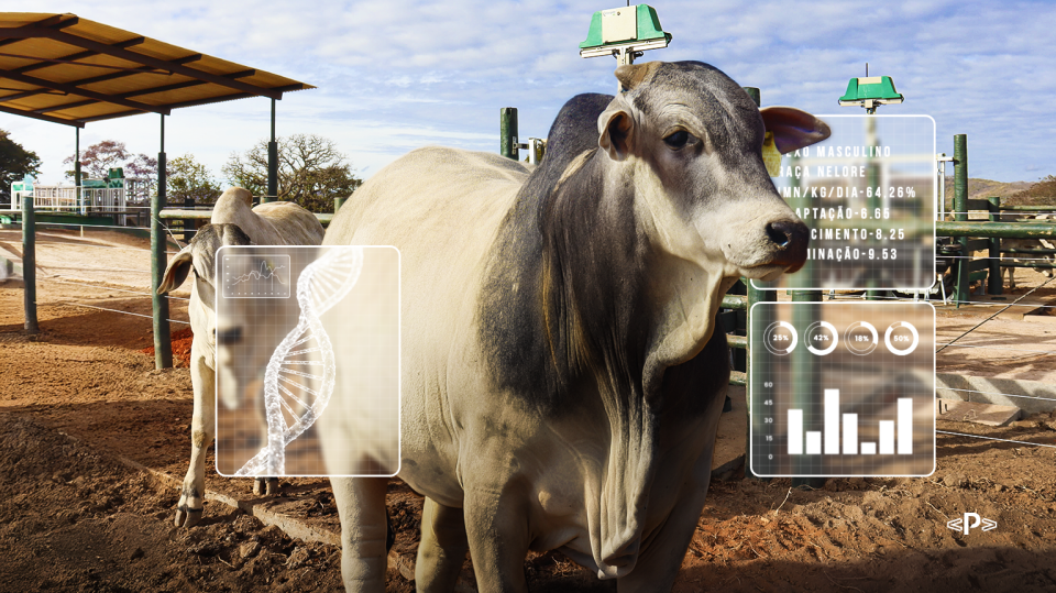 _Diferenca-entre-avaliacao-genomica-e-fenotipica