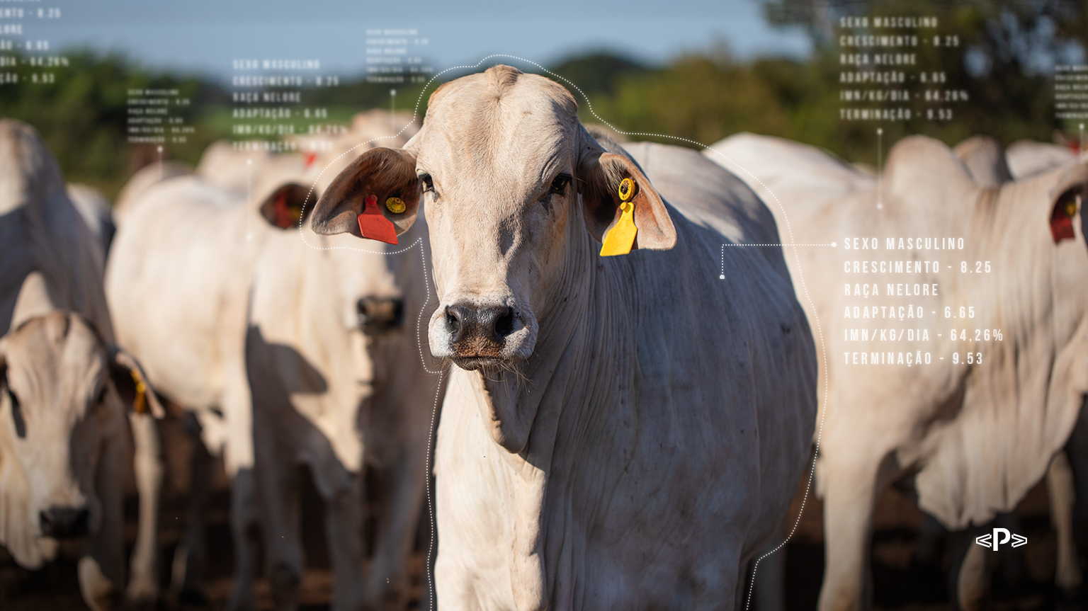 Monitoramento-do-gado-com-controle-individual-em-confinament