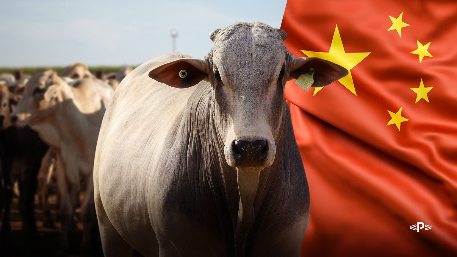 tarifa chinesa de 55%