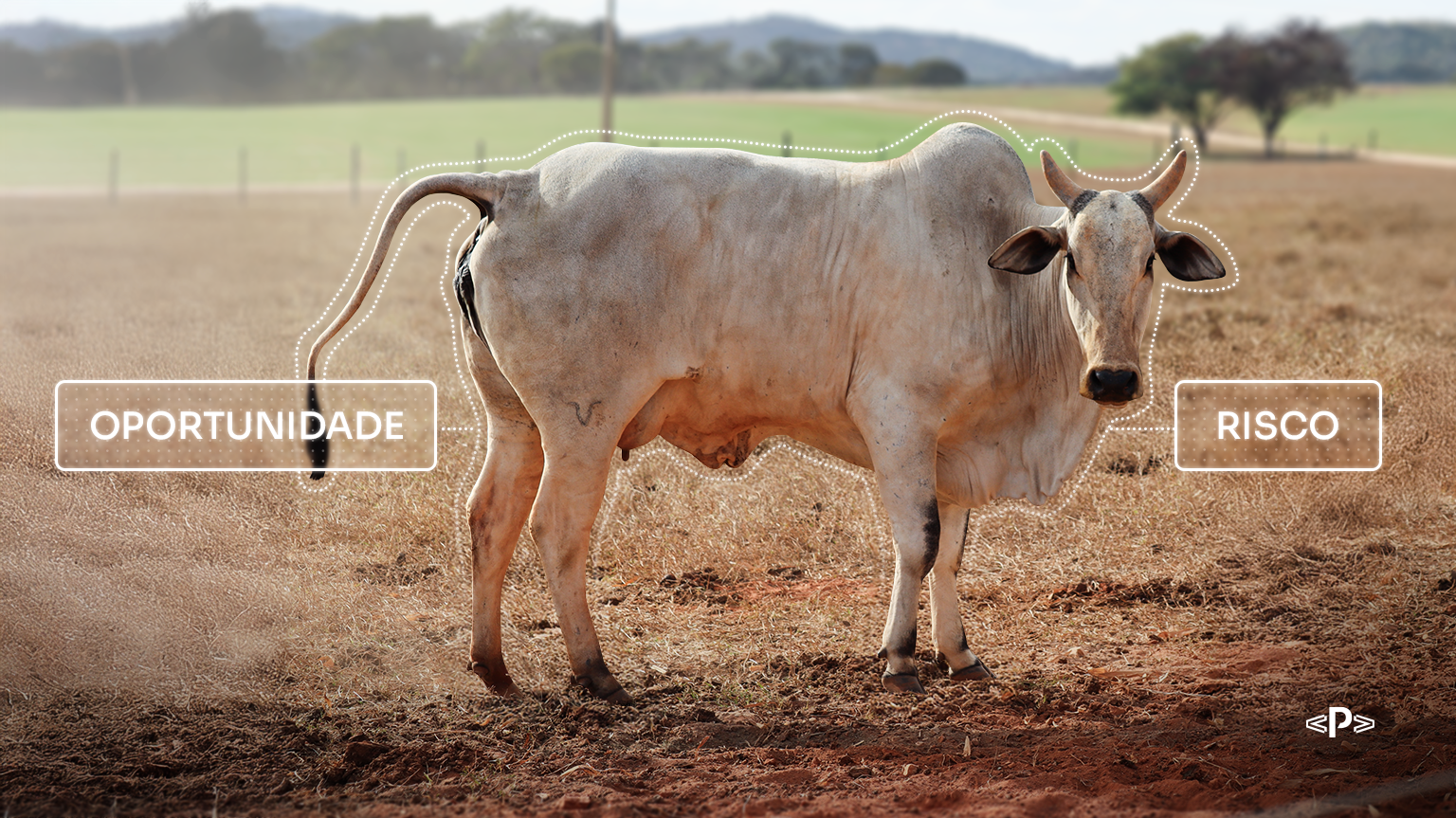 ciclo pecuário 2026