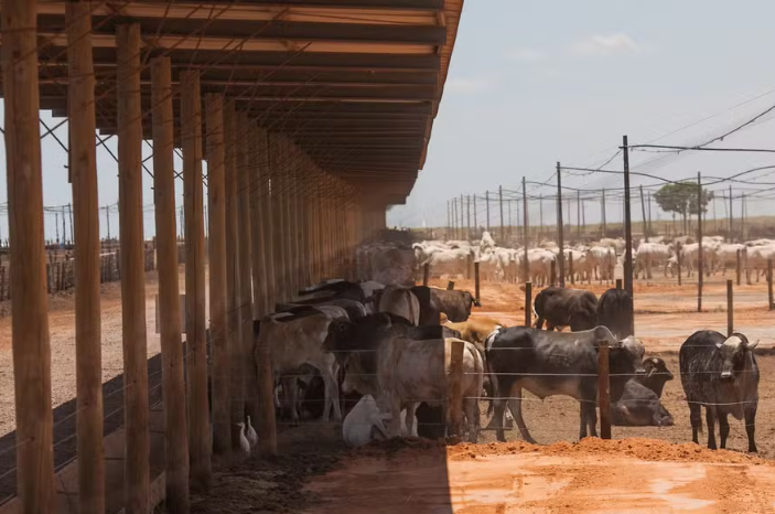 Confinamento foi favorecido por alta na oferta de grãos e outras matérias-primas para ração — Foto: Wenderson Araujo/CNA