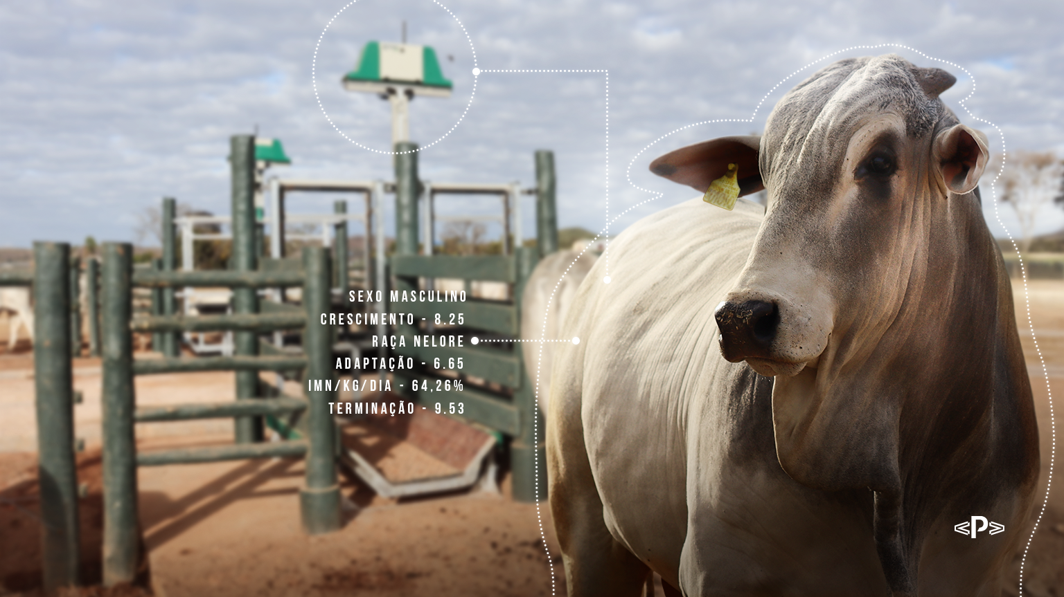 Melhoramento genético