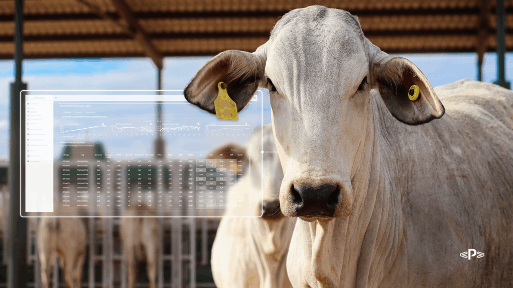 Testar fêmeas para Eficiência Alimentar: por que as matrizes não podem ficar de fora 