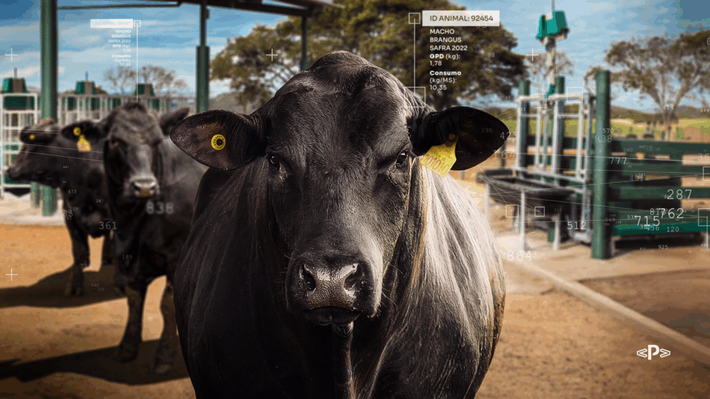 Eficiência alimentar na raça Brangus: o que os dados já revelam?