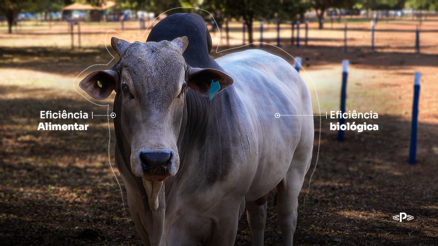 eficiência biológica e eficiência alimentar