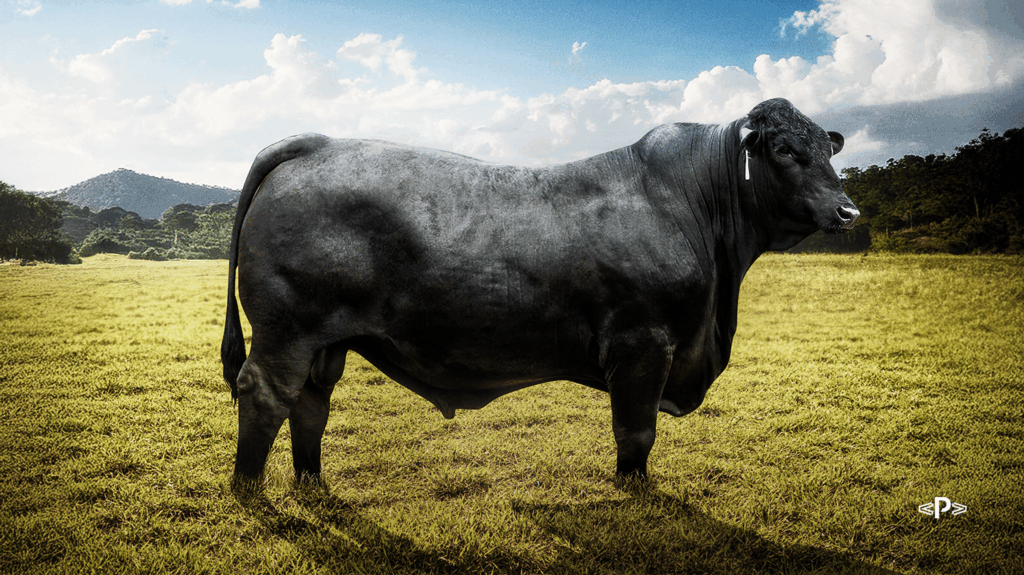 Raça Brangus: a origem do cruzamento que uniu rusticidade e qualidade de carne