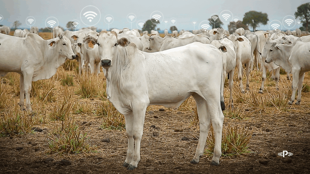 Rastreabilidade bovina na fase de cria: saiba como ela aumenta o valor do bezerro 