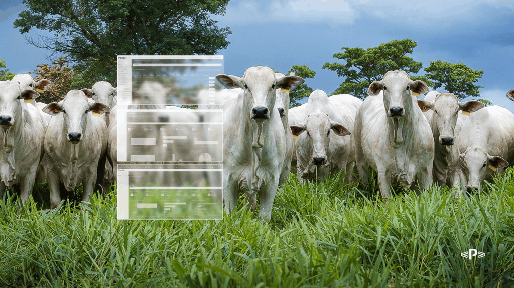 Recria Intensiva a Pasto: acelere o GMD e termine cedo