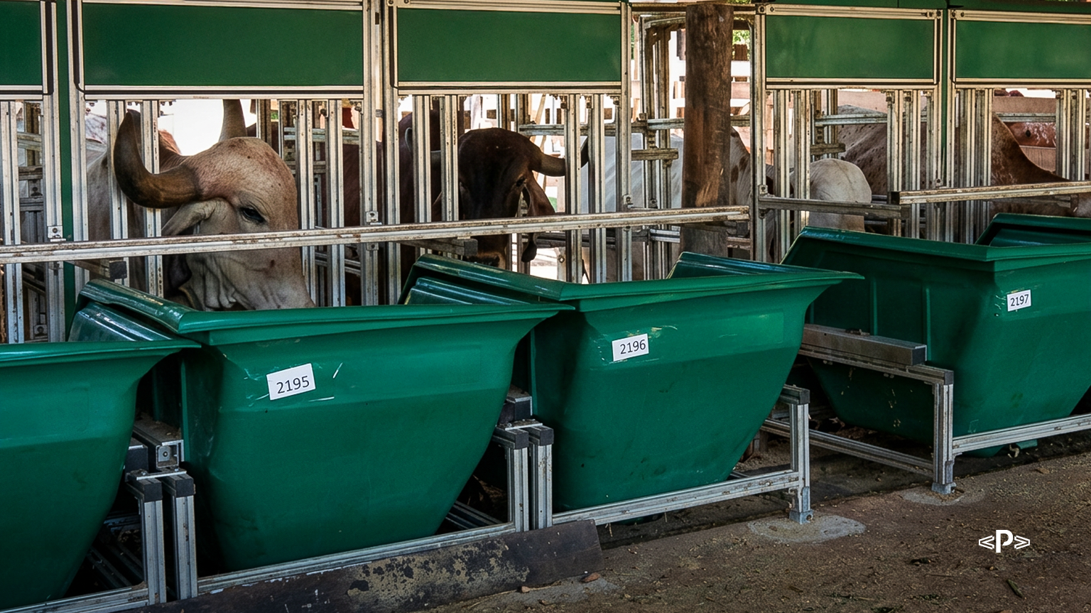 eficiencia alimentar em vacas
