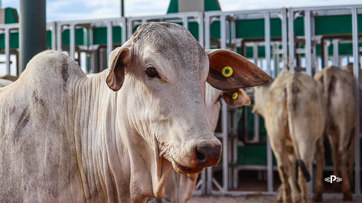 Financiamento RenovAgro