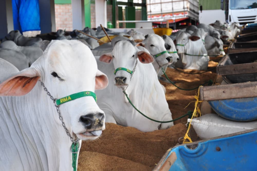 pecuária de goiania