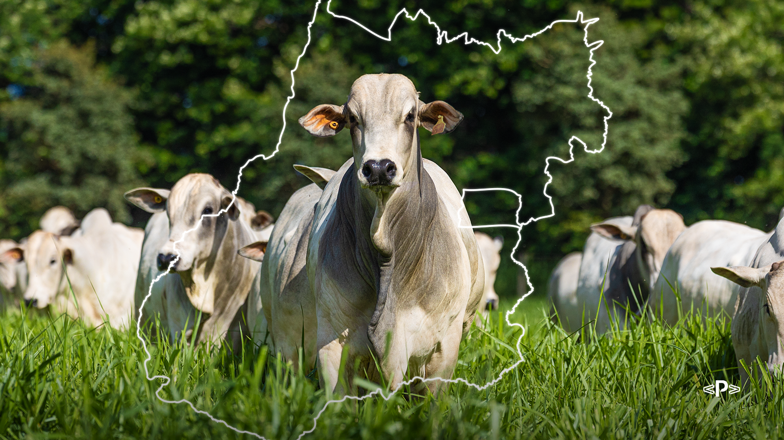 pecuária de goiânia