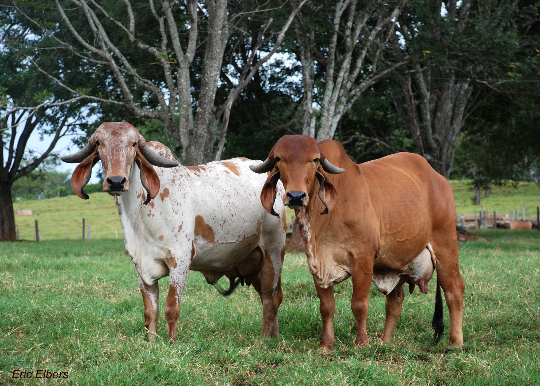 eficiência alimentar em vacas