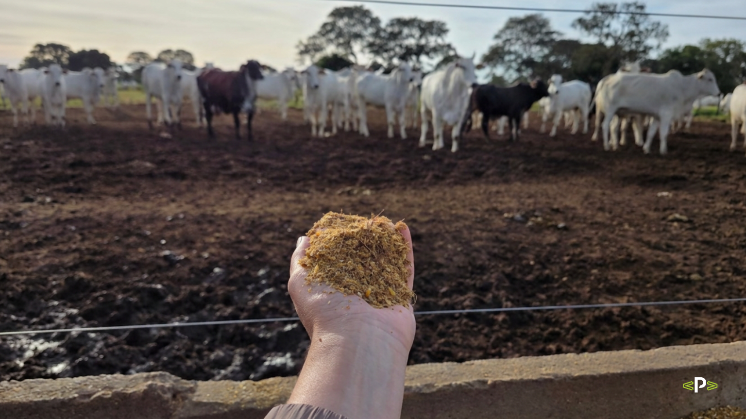 Eficiência alimentar no confinamento: quando produzir mais não basta