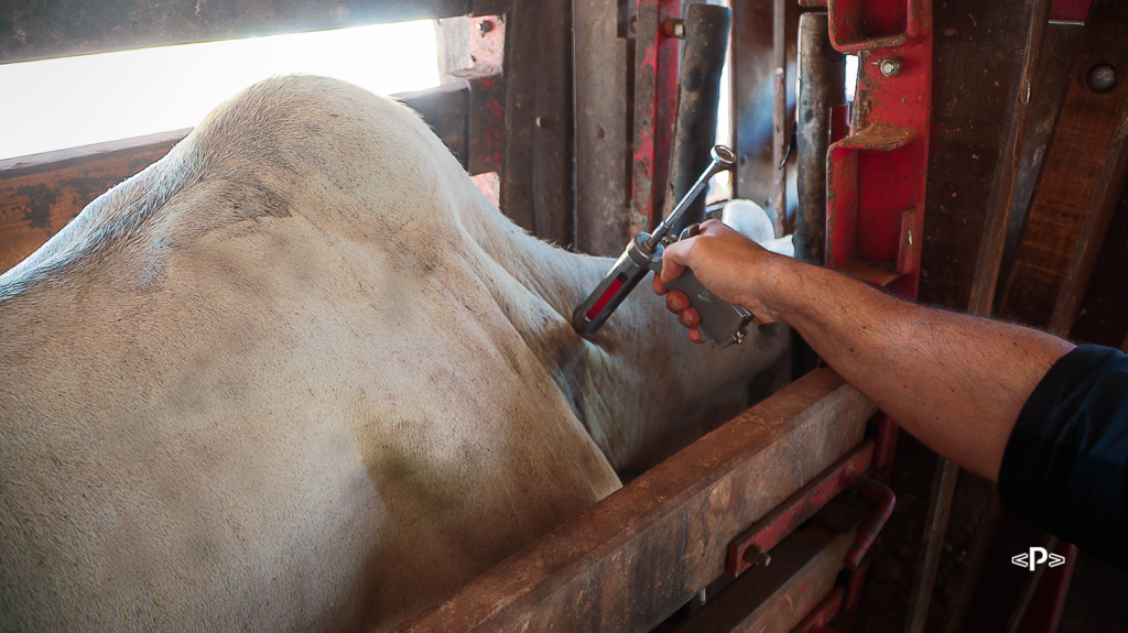 Antimicrobianos na pecuária: por que a Europa vetou a carne do Brasil
