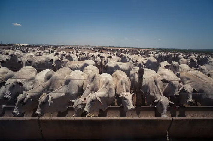 O ICAP é calculado a partir de dados coletados pela tecnologia de gestão de confinamento da Ponta, que gerencia mais de 57% do rebanho confinado do Brasil — Foto: Wenderson Araujo/CNA
