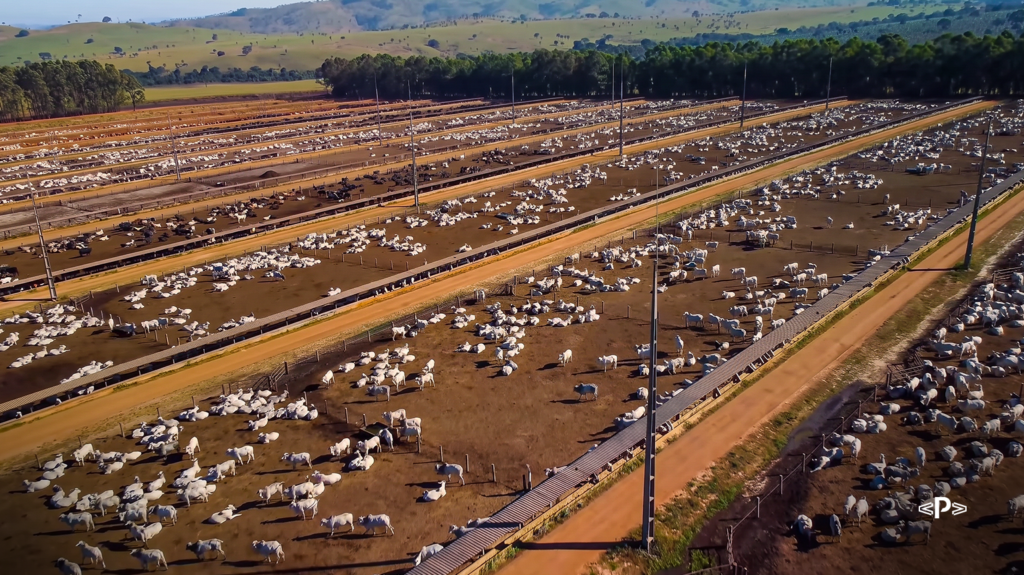Automação da Ponta: da Fazenda Califórnia aos 500 caminhões
